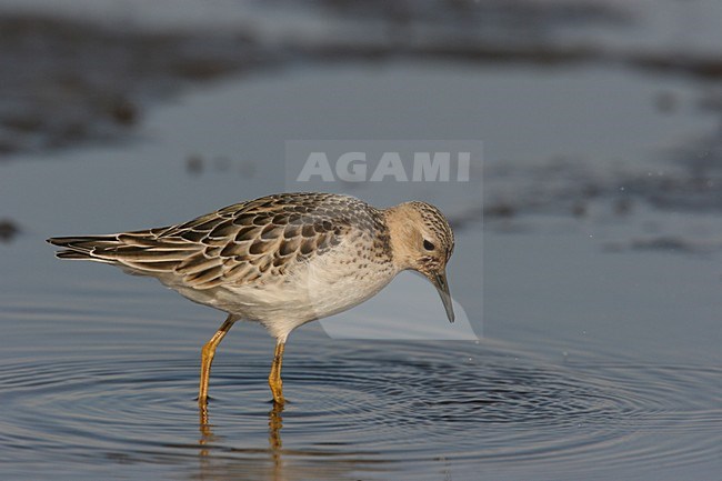blonde ruiter, Buff-breasted Sandpiper stock-image by Agami/Chris van Rijswijk,