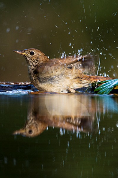 Nachtegaal badend in bosvijver; Common Nightingale bading in a forest pool stock-image by Agami/Marc Guyt,