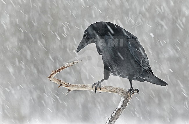 Northern Raven (Corvus corax) wintering in taiga forest in Finland. stock-image by Agami/Markus Varesvuo,