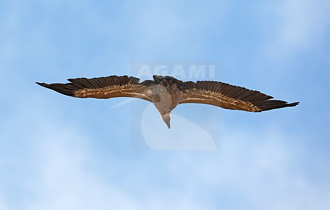Vale Gier in de vlucht; Griffon Vulture in flight stock-image by Agami/Markus Varesvuo,
