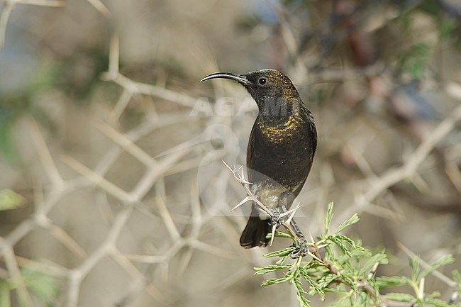 A beautiful Dusky sunbird is seen perched on a acacia tree. stock-image by Agami/Jacob Garvelink,