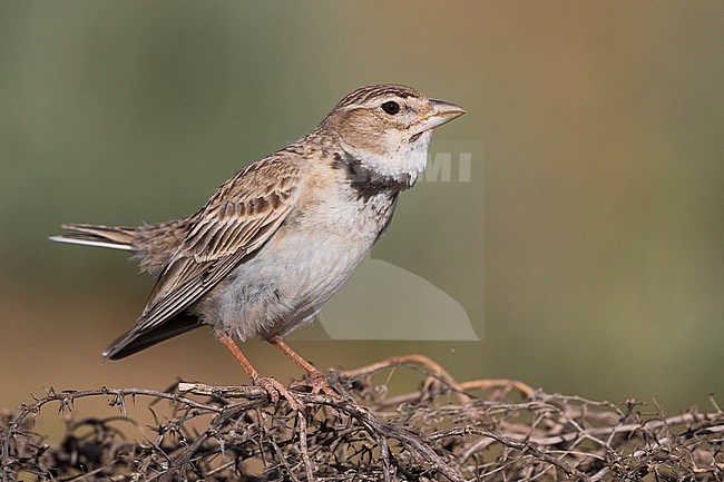 Calandra Lark; Melanocorypha calandra psammochroa stock-image by Agami/Daniele Occhiato,