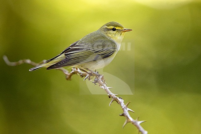 Wood Warbler, Phylloscopus sibilatrix, in Italy. Perched on atwig. stock-image by Agami/Daniele Occhiato,