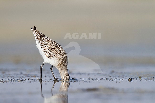 Bar-tailed Godwit - Pfuhlschnepfe - Limosa lapponica ssp. taymyrensis, Oman, adult, nonbreeding stock-image by Agami/Ralph Martin,