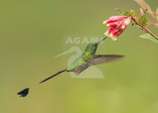 Peruvian Racket-tail (Ocreatus peruanus) in flight feeding on a flower in San Martin, Peru, South-America. stock-image by Agami/Steve Sánchez,