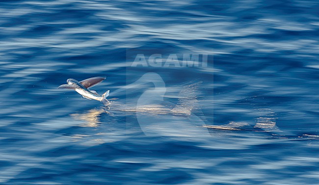 Side view of a flyingfish (Exocoetidae sp.) in flight with slow shutterspeed over the atlantic ocean. Waters between St. Helena and Ascension Islands.

 stock-image by Agami/Rafael Armada,