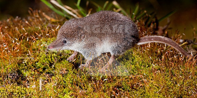 Dwergspitsmuis foeragerend, Eurasian pygmy shrew foraging stock-image by Agami/Theo Douma,