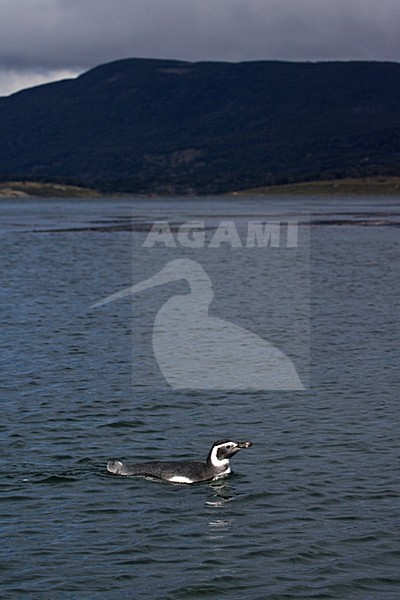 Zwemmende Magelhaenpinguin; Swimming Magellanic Penguin stock-image by Agami/Marc Guyt,