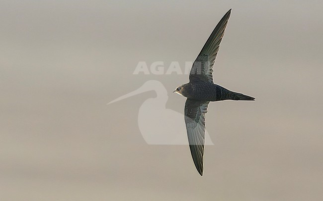 Common Swift (Apus apus) in flight, with brown background. stock-image by Agami/Lennart Verheuvel,