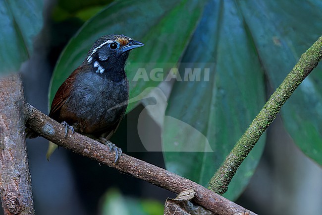 White-necked Babbler (Stachyris leucotis) Perched on a branch in Borneo stock-image by Agami/Dubi Shapiro,