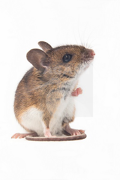 Bosmuis met witte achtergrond stock-image by Agami/Theo Douma,