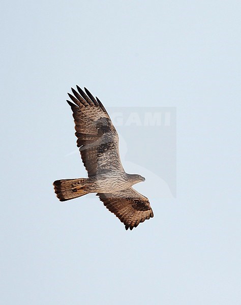 Adulte Havikarend in vlucht; Adult Bonelli's Eagle (Aquila fasciata) in flight stock-image by Agami/Tomi Muukkonen,