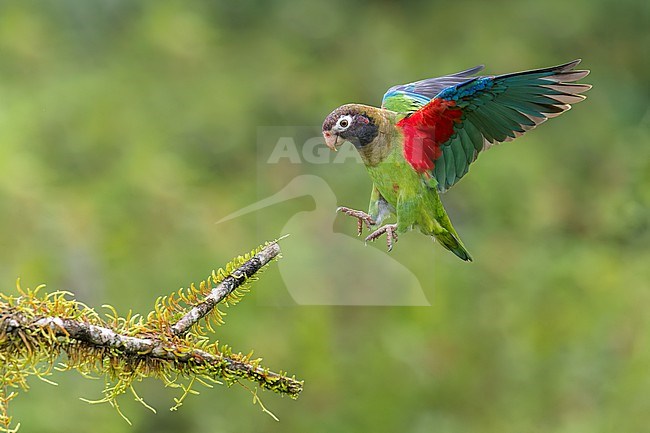 Brown-hooded Parrot (Pyrilia haematotis) flying in Costa Rica. Landing n a branch. stock-image by Agami/Glenn Bartley,