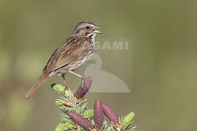 Adult  Song Sparrow, Melospiza melodia
Kamloops, British Columbia
June 2015 stock-image by Agami/Brian E Small,