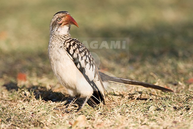 Zuidelijke Roodsnaveltok, Southern Red-billed Hornbill, Tockus rufirostris, Roodsnaveltok stock-image by Agami/Marc Guyt,