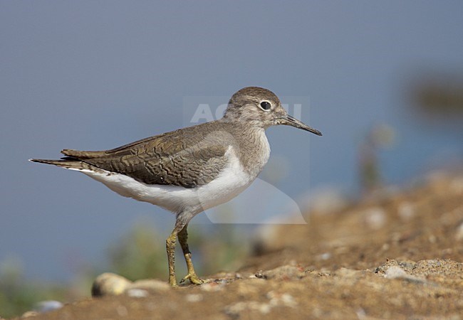 Juveniele Oeverloper; Juvenile Common Sandpiper stock-image by Agami/Markus Varesvuo,