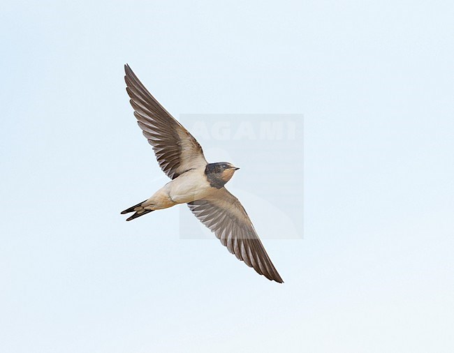 Juvenile Barn Swallow (Hirundo rustica) on migration flying against a blue sky showing underside and wings fully spread stock-image by Agami/Ran Schols,