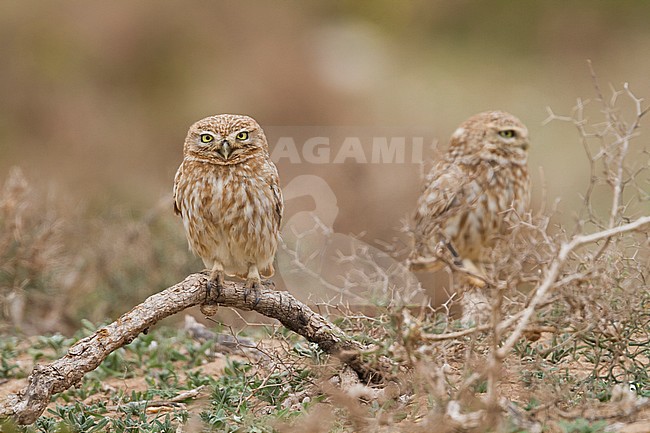 Little Owl - Steinkauz - Athene noctua saharae, Morocco, adult stock-image by Agami/Ralph Martin,