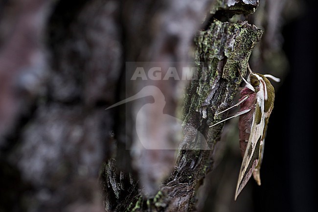 Hyles euphorbiae - Spurge hawk-moth - Wolfsmilchschwärmer, France (Landes), imago stock-image by Agami/Ralph Martin,