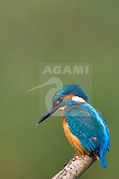 IJsvogel zittend; Common Kingfisher perched stock-image by Agami/Wim Wilmers,
