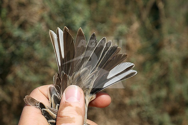 Closeup of tail feathers of a second calender year female Ortolan Bunting (Emberiza hortulana) during spring migration, caught on banding station in Eilat, Israel. stock-image by Agami/Christian Brinkman,