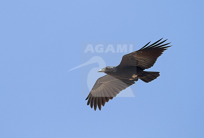 Fan-tailed Raven - Borstenrabe - Corvus rhipidurus, Oman stock-image by Agami/Ralph Martin,