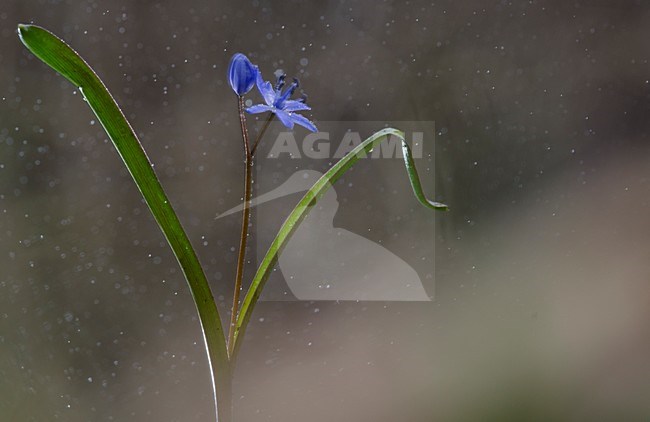 Bloeiende Vroege sterhyacint, Flowering Two-leaf squill stock-image by Agami/Rob de Jong,