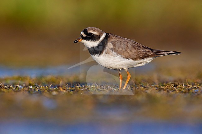 Common Ringed Plover (Charadrius hiaticula) in Italy. stock-image by Agami/Daniele Occhiato,