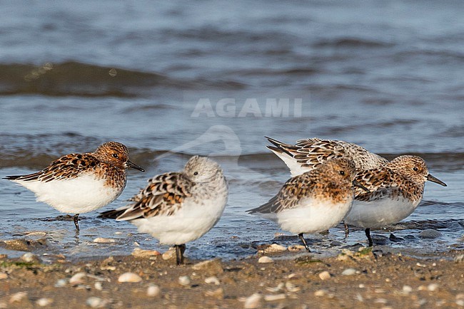 A group of Sanderling (Calidris alba) is taking some rest during feeding stock-image by Agami/Jacob Garvelink,