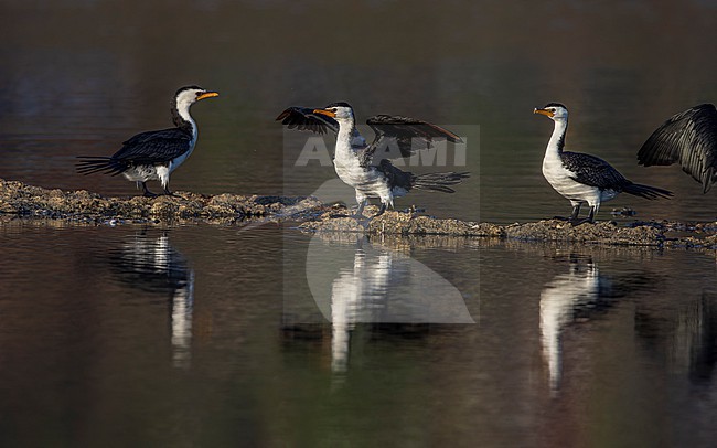 Little Pied Cormorants ssp melanoleucos (Microcarbo melanoleucos melanoleucos) perched. stock-image by Agami/Lennart Verheuvel,