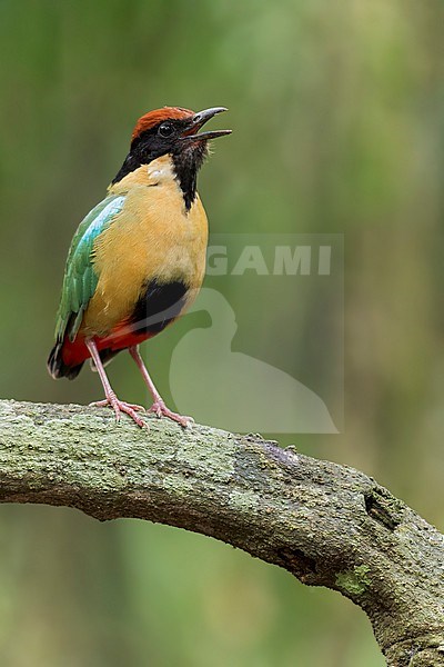 Noisy Pitta (Pitta versicolor) perched on a branch in eastern Australia. stock-image by Agami/Glenn Bartley,