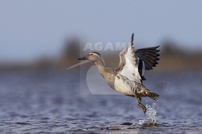 Vliegend mannetje Zomertaling; Flying male Garganey stock-image by Agami/Jari Peltomäki,
