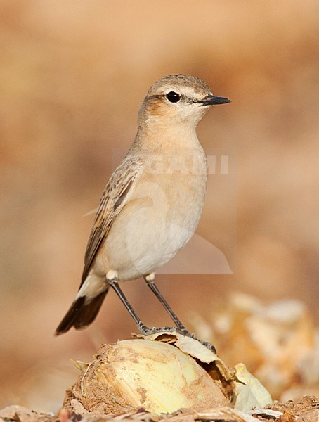 Izabeltapuit tijdens migratie in Eilat; Isabelline Wheatear perched on migration in Eilat stock-image by Agami/Marc Guyt,