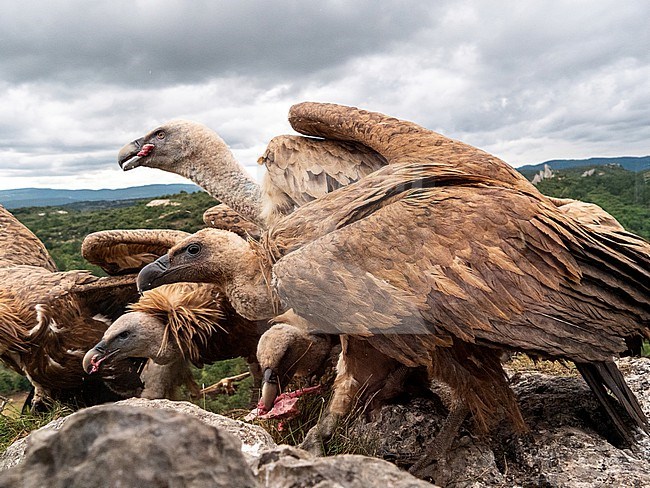 Griffon Vulture, Gyps fulvus. Close-up of some Griffon Vultures eating. stock-image by Agami/Hans Germeraad,