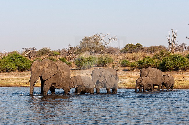 A herd of African elephants, Loxodonta africana, crossing the Chobe River. Chobe River, Chobe National Park, Botswana. stock-image by Agami/Sergio Pitamitz,