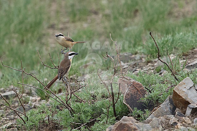 A couple / pair of Brown Shrike (Lanius cristatus) sitting in a dry bush stock-image by Agami/Mathias Putze,