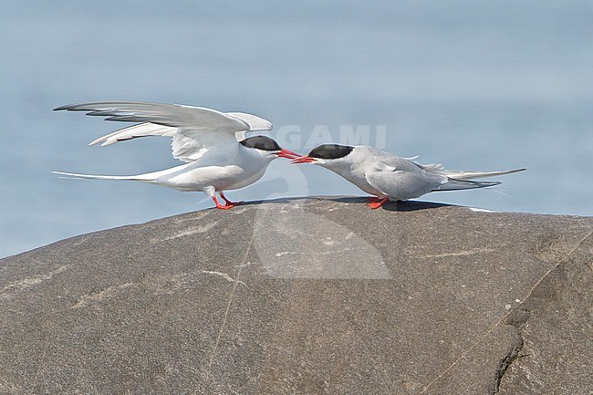 Arctic Tern (Strena paradisaea) perched on a rock in Churchill, Manitoba, Canada. stock-image by Agami/Glenn Bartley,