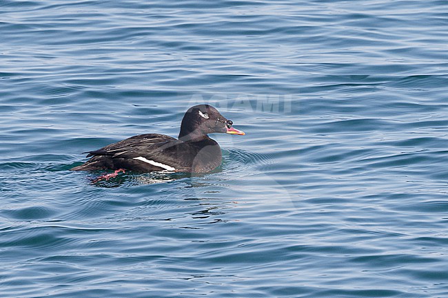 Stejneger's Scoter in Hokkaido, Japan stock-image by Agami/Stuart Price,