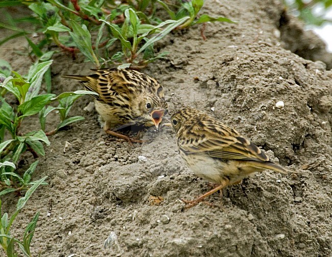 Meadow Pipit feeding young; Graspieper jong voerend stock-image by Agami/Roy de Haas,