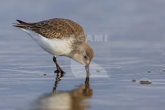 Bonte Strandloper; Dunlin stock-image by Agami/Daniele Occhiato,