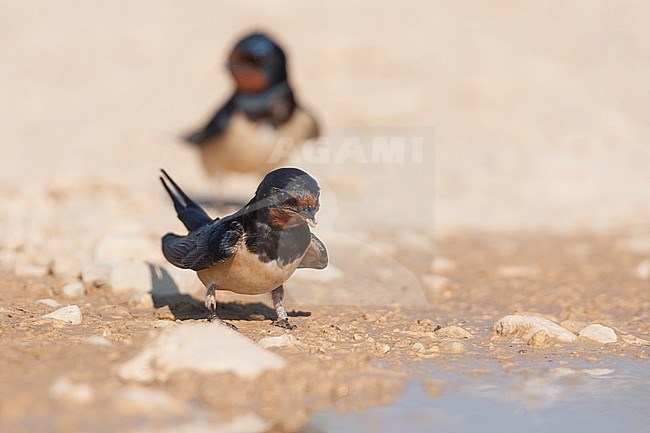 Barn Swallow - Rauchschwalbe - Hirundo rustica ssp. rustica, Croatia, adult stock-image by Agami/Ralph Martin,