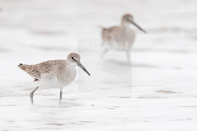 Willet (Tringa semipalmata) stock-image by Agami/Marcel Burkhardt,