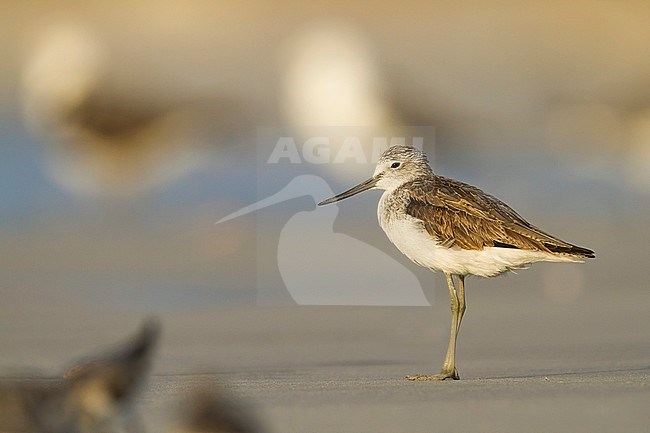 Common Greenshank - Grünschenkel - Tringa nebularia, Oman stock-image by Agami/Ralph Martin,