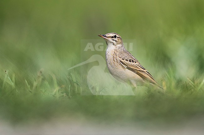 Tawny Pipit (Anthus campestris) in Italy. stock-image by Agami/Daniele Occhiato,