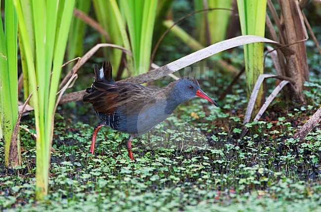 BogotÃ¡waterral in moerasgebied; Bogota Rail in wetland habitat stock-image by Agami/Marc Guyt,