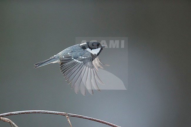 Coal Tit (Parus caereleus) taking off from a branch in a Finnish forest. stock-image by Agami/Arto Juvonen,