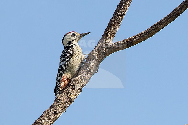Male Fulvous-breasted Woodpecker (Dendrocopos macei) near Fang, Thailand stock-image by Agami/David Monticelli,