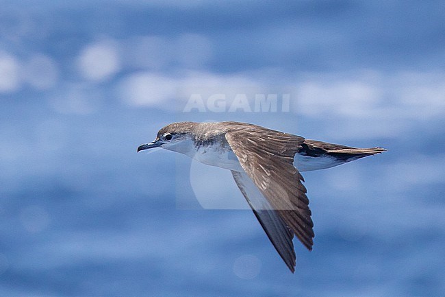 Boyd's shearwater (Puffinus boydi) flying, with the sea as background, in Cape Verde. stock-image by Agami/Sylvain Reyt,