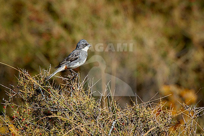 Diuca Finch (Diuca diuca) perched on a bush, Argentina stock-image by Agami/Tomas Grim,
