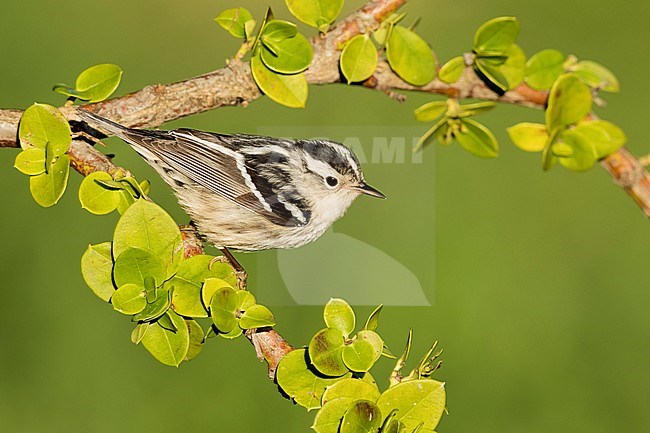 Adult female Black-and-white Warbler (Mniotilta varia) during spring migration at Galveston County, Texas, USA. Perched in a tree. stock-image by Agami/Brian E Small,